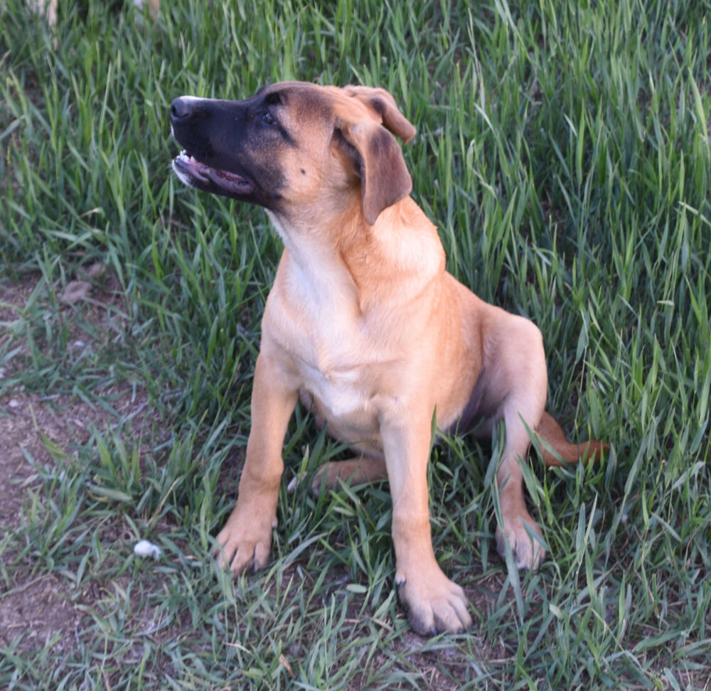 Nellie, an adoptable Mastiff in Dodson, MT, 59524 | Photo Image 3