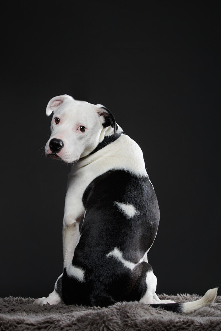 Benson, an adopted Mixed Breed in Huntsville, AL_image-1