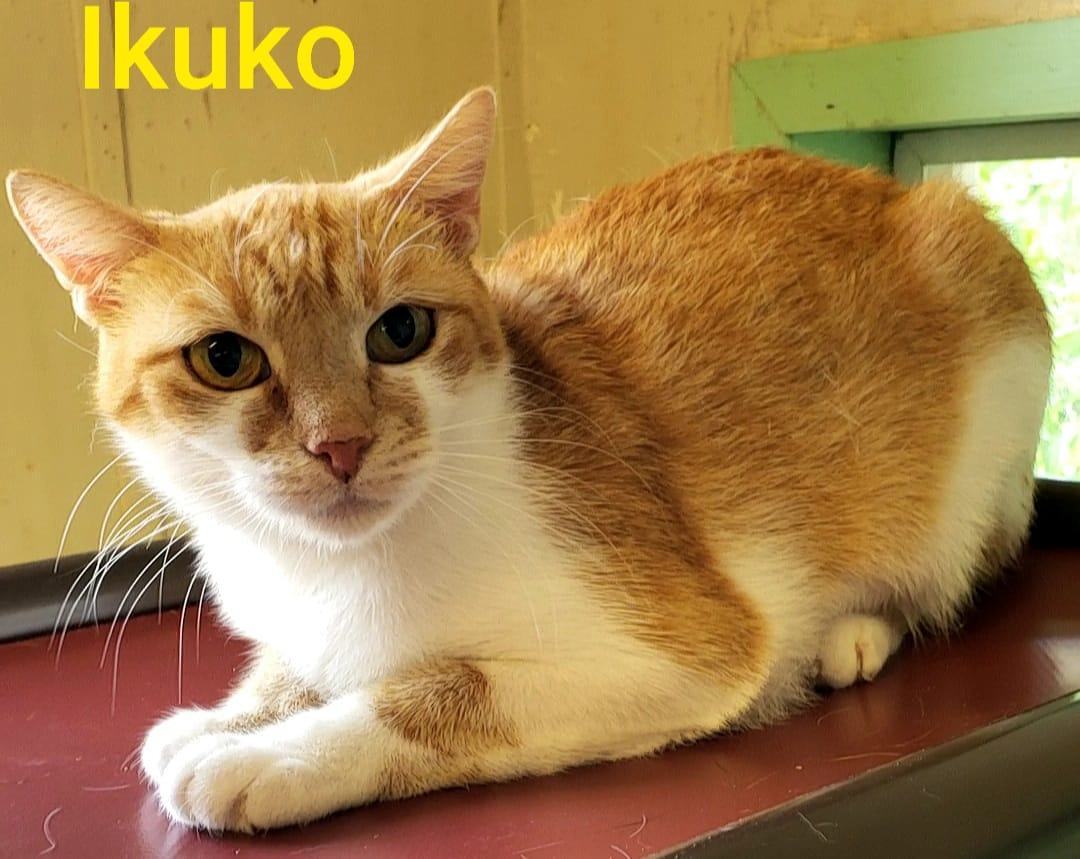 Ikuko