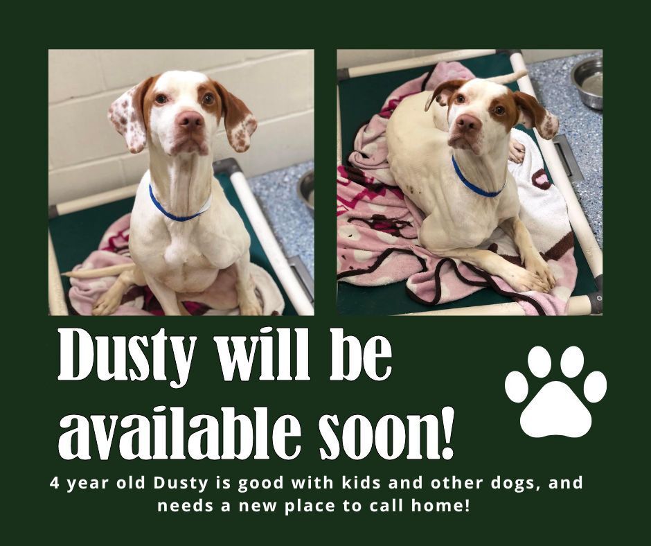 Dusty (NC)