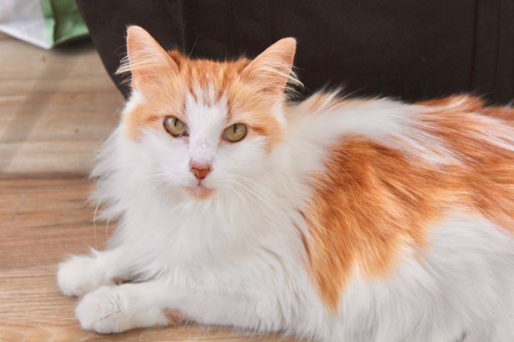 Cupcake, an adopted Maine Coon & Domestic Long Hair Mix in Saint Augustine, FL_image-4