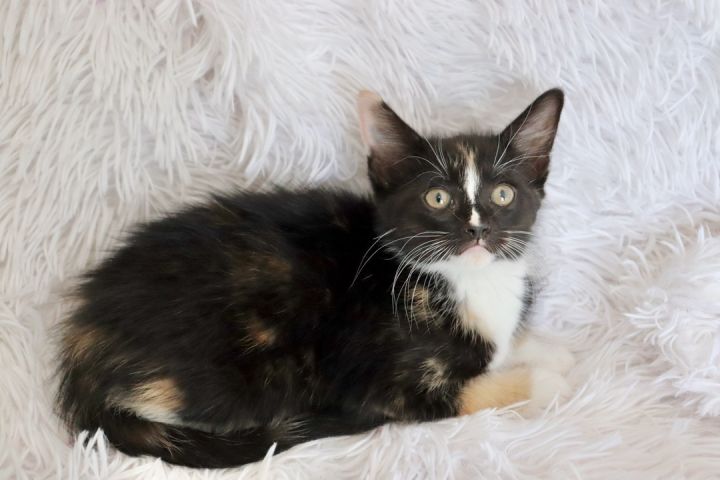 Gorgeous Gabrielle, an adopted Calico & Tuxedo Mix in Saint Augustine, FL_image-2