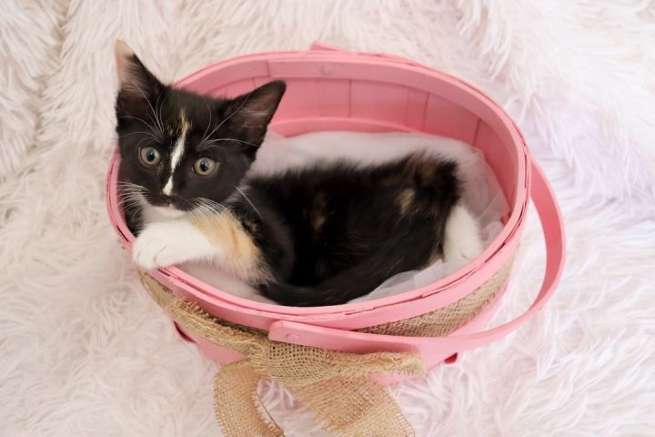 Gorgeous Gabrielle, an adopted Calico & Tuxedo Mix in Saint Augustine, FL_image-3