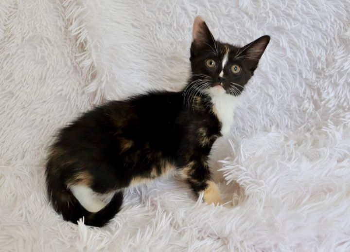 Gorgeous Gabrielle, an adopted Calico & Tuxedo Mix in Saint Augustine, FL_image-6