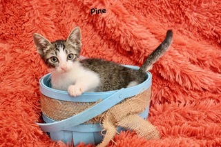 Pine, an adoptable Domestic Short Hair & Tabby Mix in Saint Augustine, FL_image-2