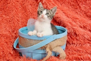 Pine, an adoptable Domestic Short Hair & Tabby Mix in Saint Augustine, FL_image-5