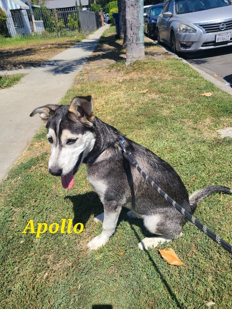 Apollo