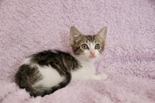 Violet, an adoptable Domestic Short Hair & Tabby Mix in Saint Augustine, FL_image-1