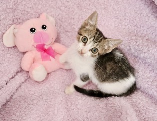 Violet, an adoptable Domestic Short Hair & Tabby Mix in Saint Augustine, FL_image-4