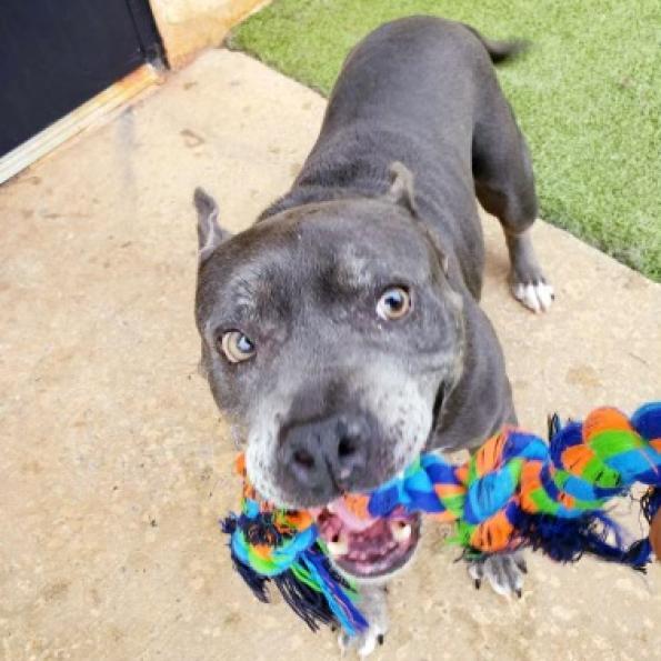 Scout, an adoptable Pit Bull Terrier, Mixed Breed in Peachtree City, GA, 30269 | Photo Image 4