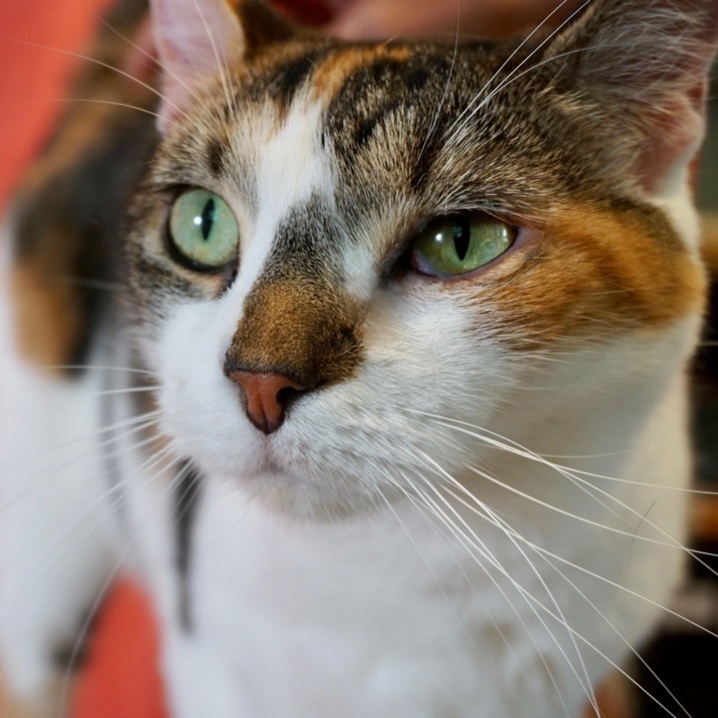 Chloe, an adoptable Domestic Short Hair in Queenstown, MD_image-2