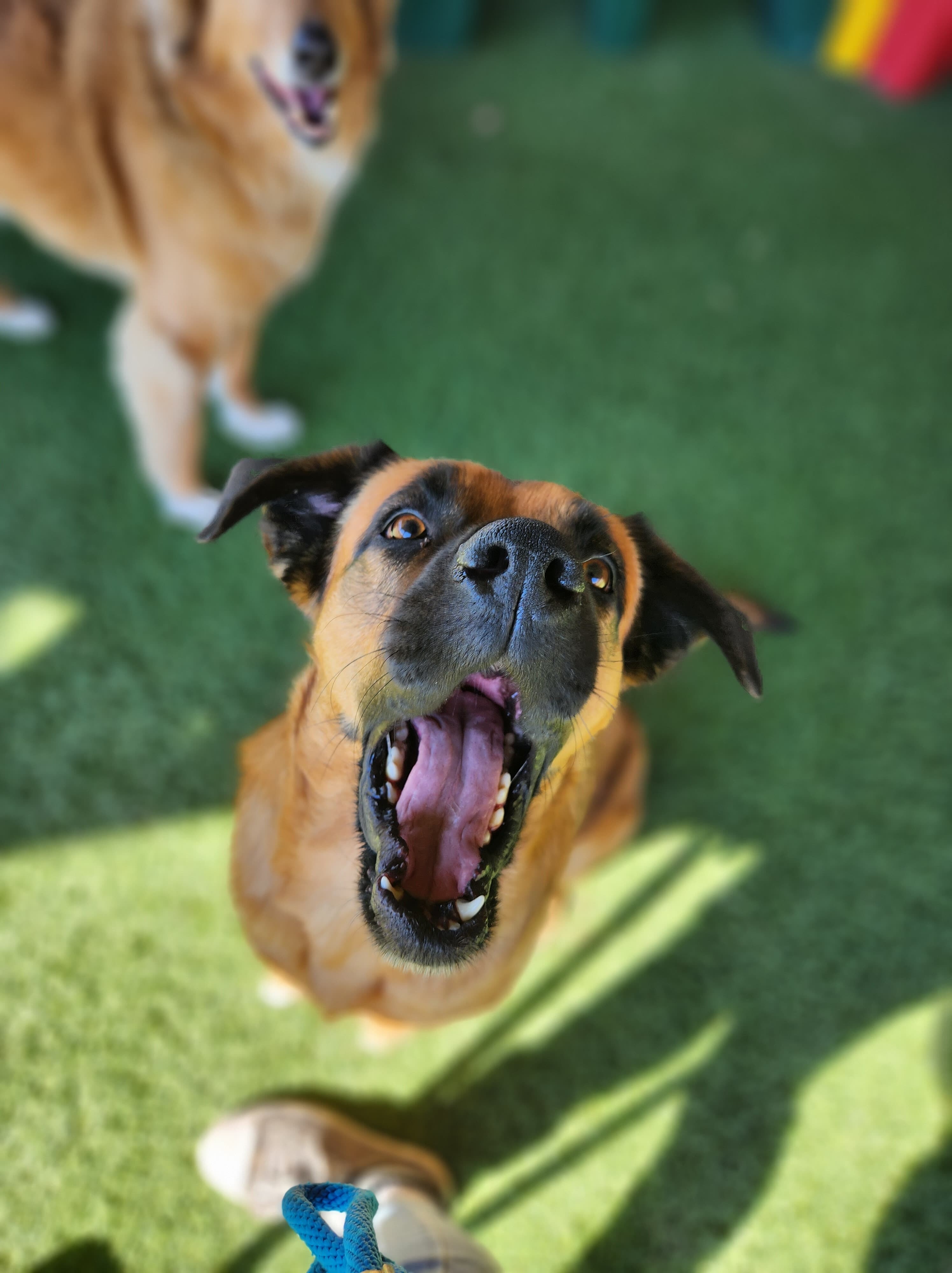 Kaylor, an adoptable Saint Bernard, American Bulldog in Richmond, KY, 40476 | Photo Image 5