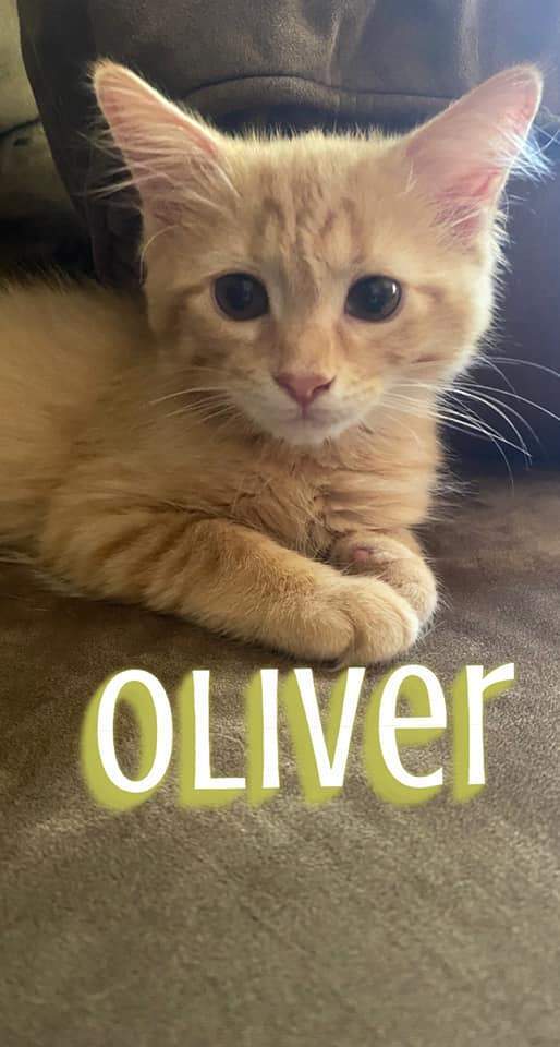 Oliver 1