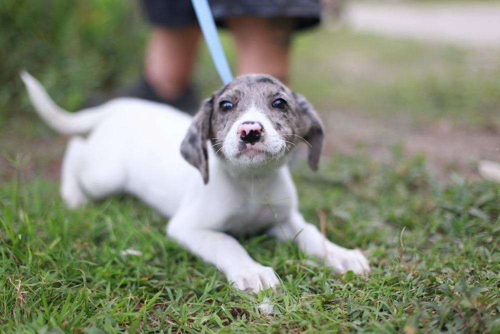 City Puppy: Nairobi