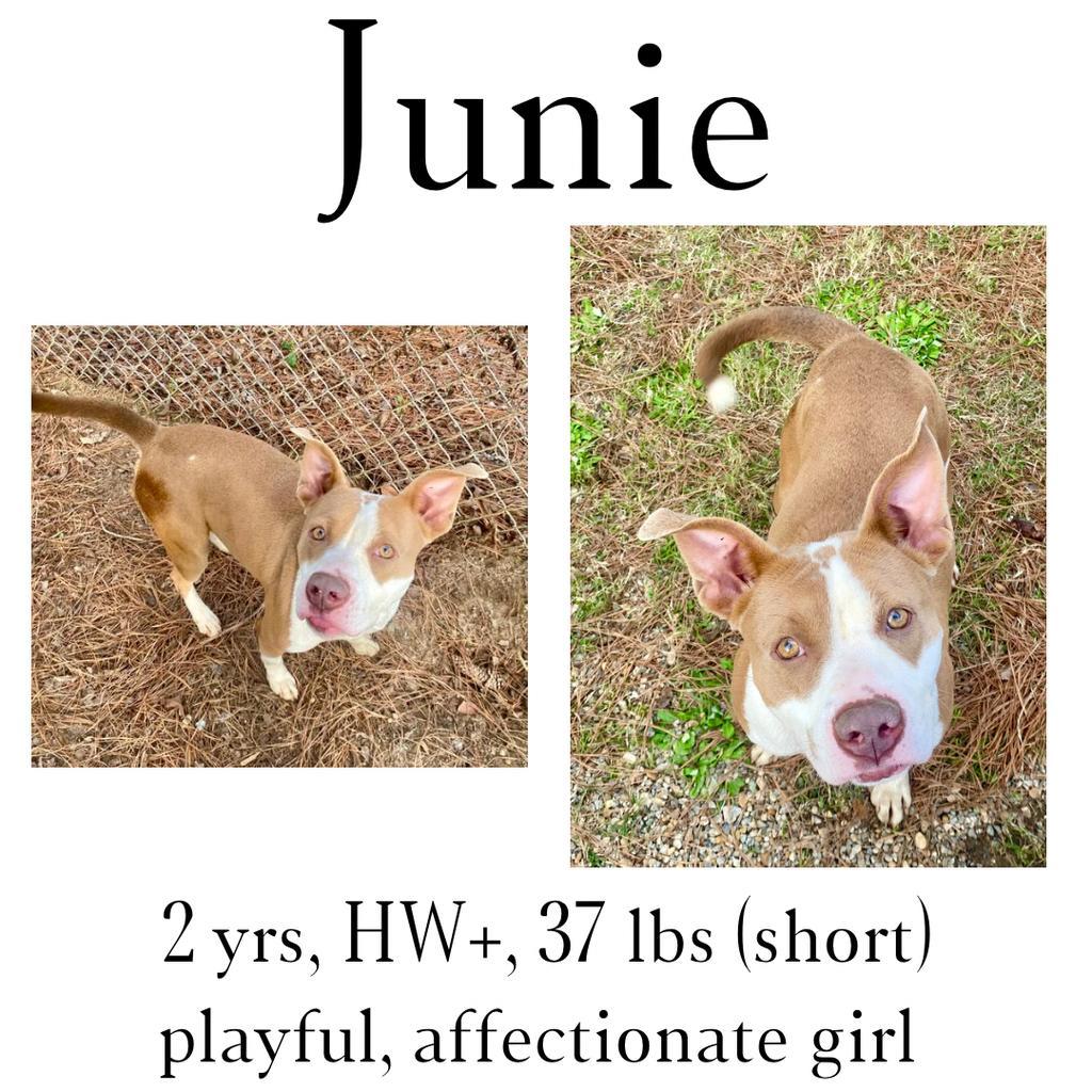 Junie