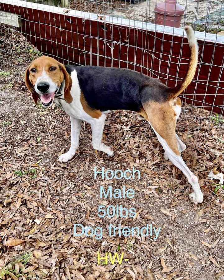 Hooch, an adoptable Treeing Walker Coonhound in Albany, GA_image-2
