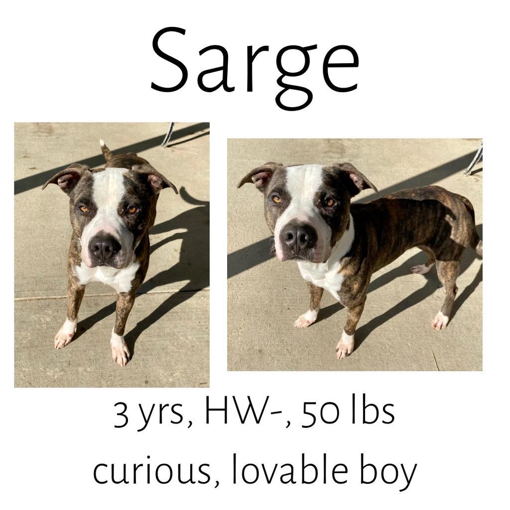 Sarge