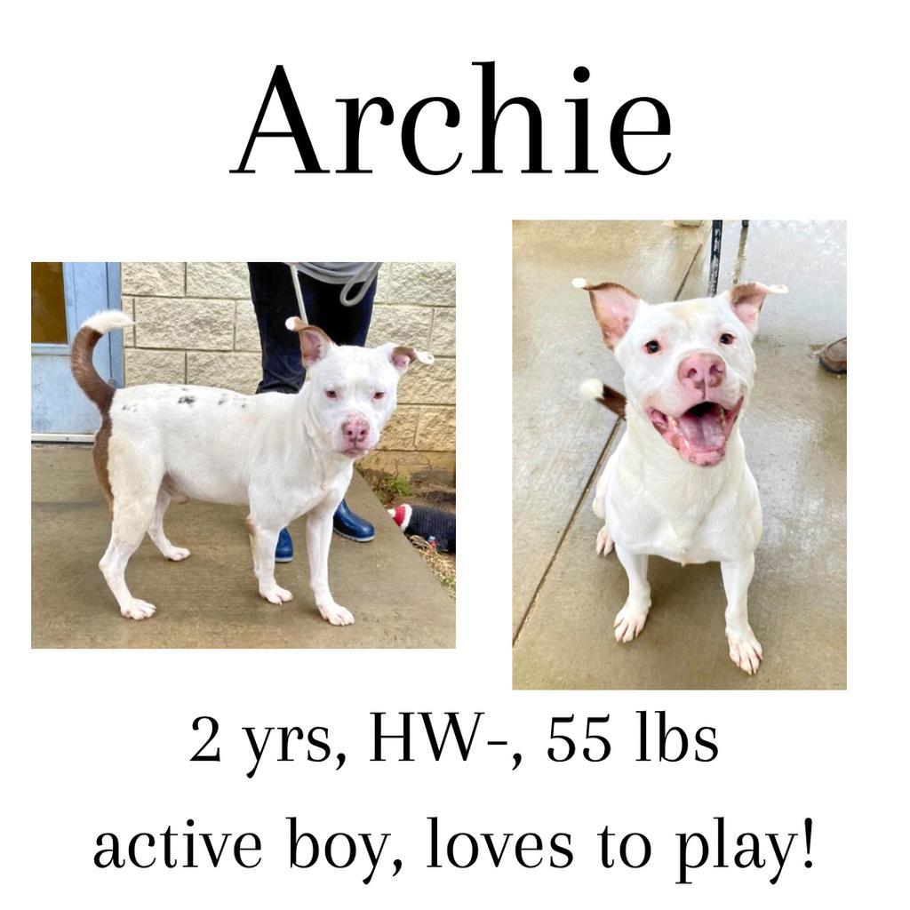 Archie