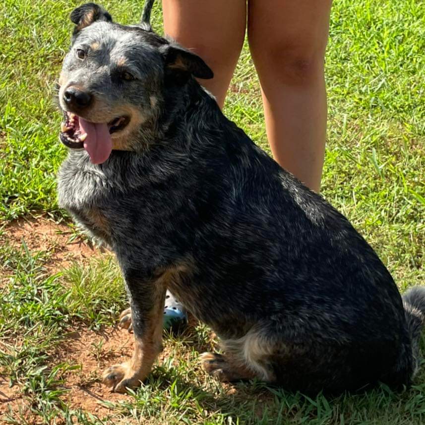 Hale (Old Man): Sponsored: Not at shelter (Stacey), an adoptable Australian Cattle Dog / Blue Heeler in Rustburg, VA, 24588 | Photo Image 1