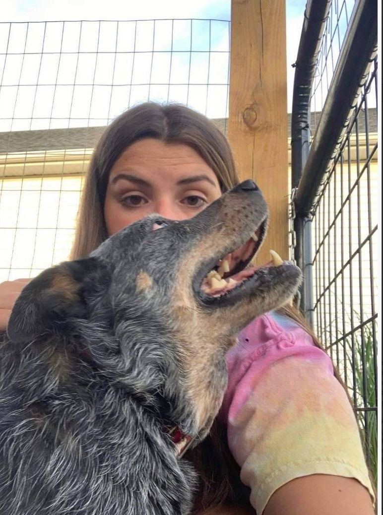 Hale (Old Man): Sponsored: Not at shelter (Stacey), an adoptable Australian Cattle Dog / Blue Heeler in Rustburg, VA, 24588 | Photo Image 2