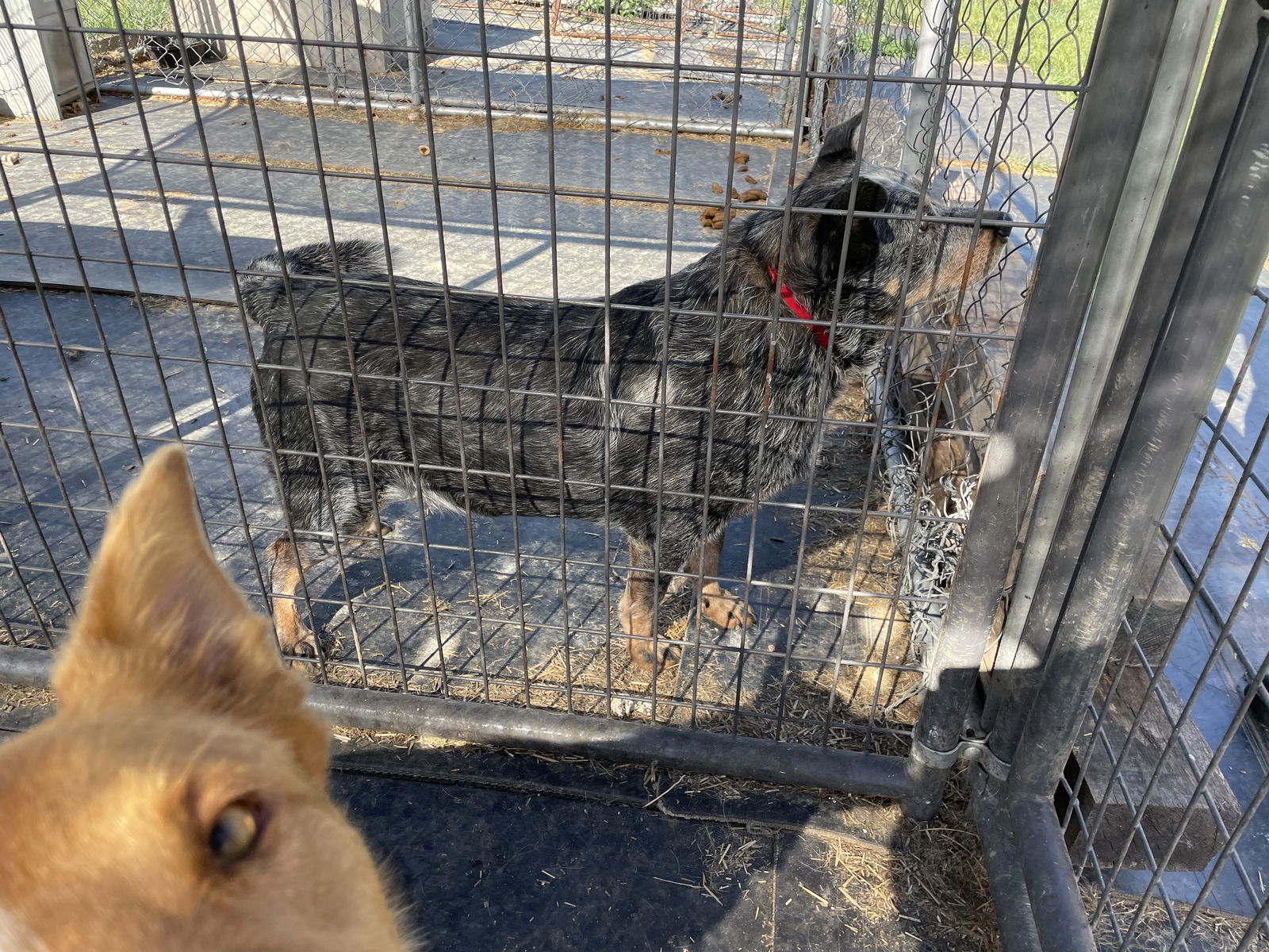 Hale (Old Man): Sponsored: Not at shelter (Stacey), an adoptable Australian Cattle Dog / Blue Heeler in Rustburg, VA, 24588 | Photo Image 3