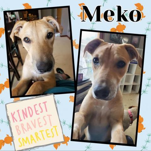 MEKO