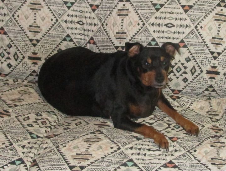 Lucy, an adoptable Miniature Pinscher in Copperas Cove, TX, 76522 | Photo Image 1