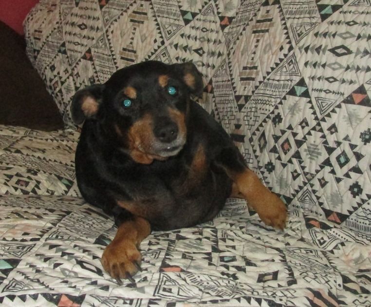 Lucy, an adoptable Miniature Pinscher in Copperas Cove, TX, 76522 | Photo Image 3