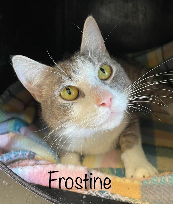 Cat for adoption Frostine, a Domestic Short Hair in Pittsburgh, PA
