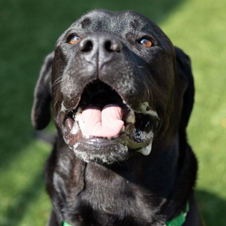 Stubbs, an adoptable Black Labrador Retriever Mix in Naperville, IL_image-5