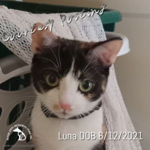 Luna CP202235
