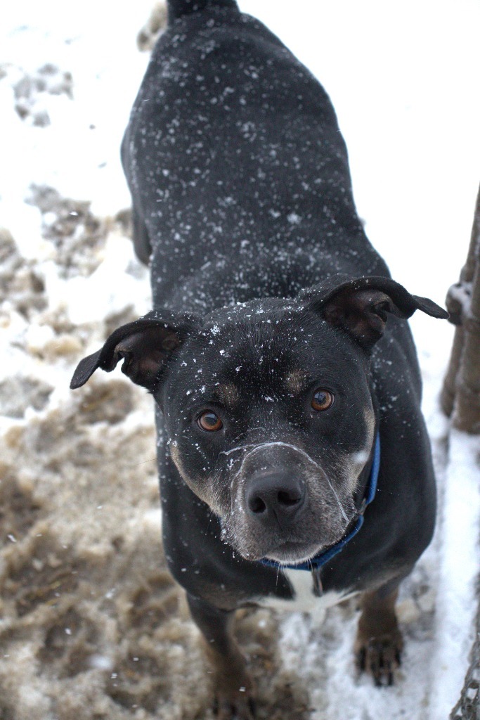 Bruno, an adoptable Rottweiler, Pit Bull Terrier in Hillsdale, IN, 47854 | Photo Image 1