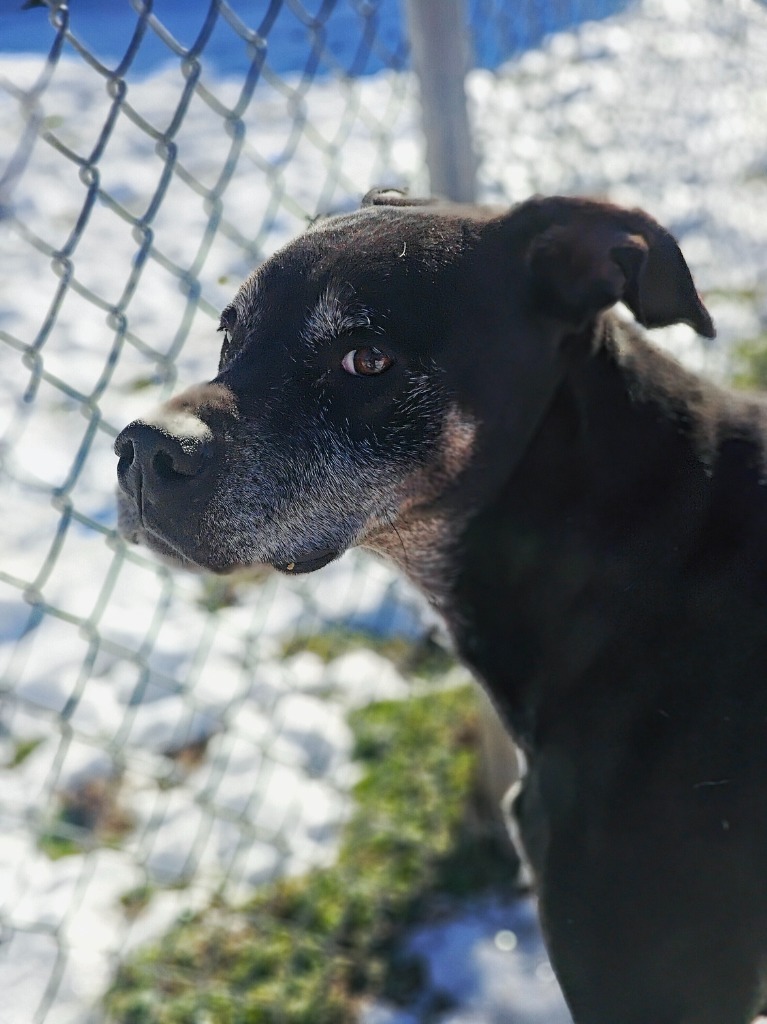 Bruno, an adoptable Rottweiler, Pit Bull Terrier in Hillsdale, IN, 47854 | Photo Image 1