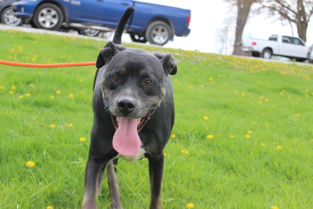 Bruno, an adoptable Pit Bull Terrier in Hillsdale, IN, 47854 | Photo Image 6