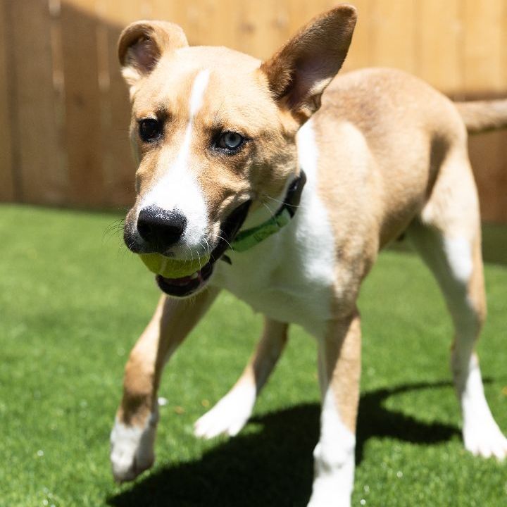 Chip, an adoptable Terrier Mix in Naperville, IL_image-2