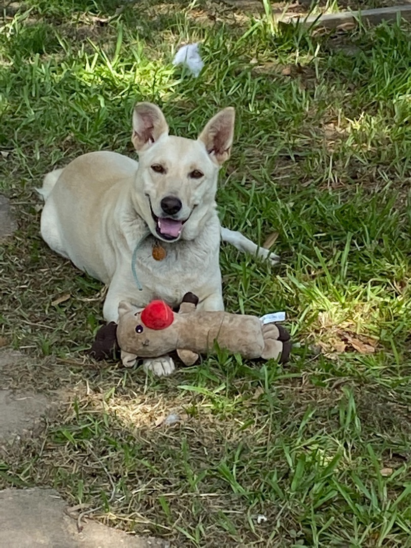 Sissy , an adoptable Labrador Retriever, Shepherd in Crowley, LA, 70527 | Photo Image 2