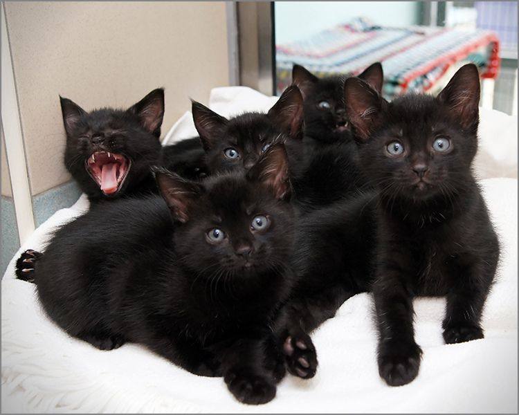 Black Kittens detail page