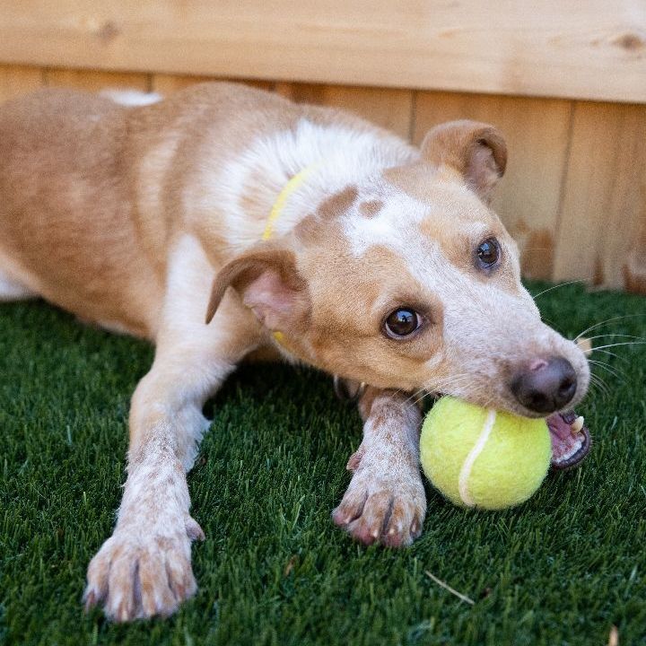 Pup Pup, an adoptable Terrier & Cattle Dog Mix in Naperville, IL_image-3