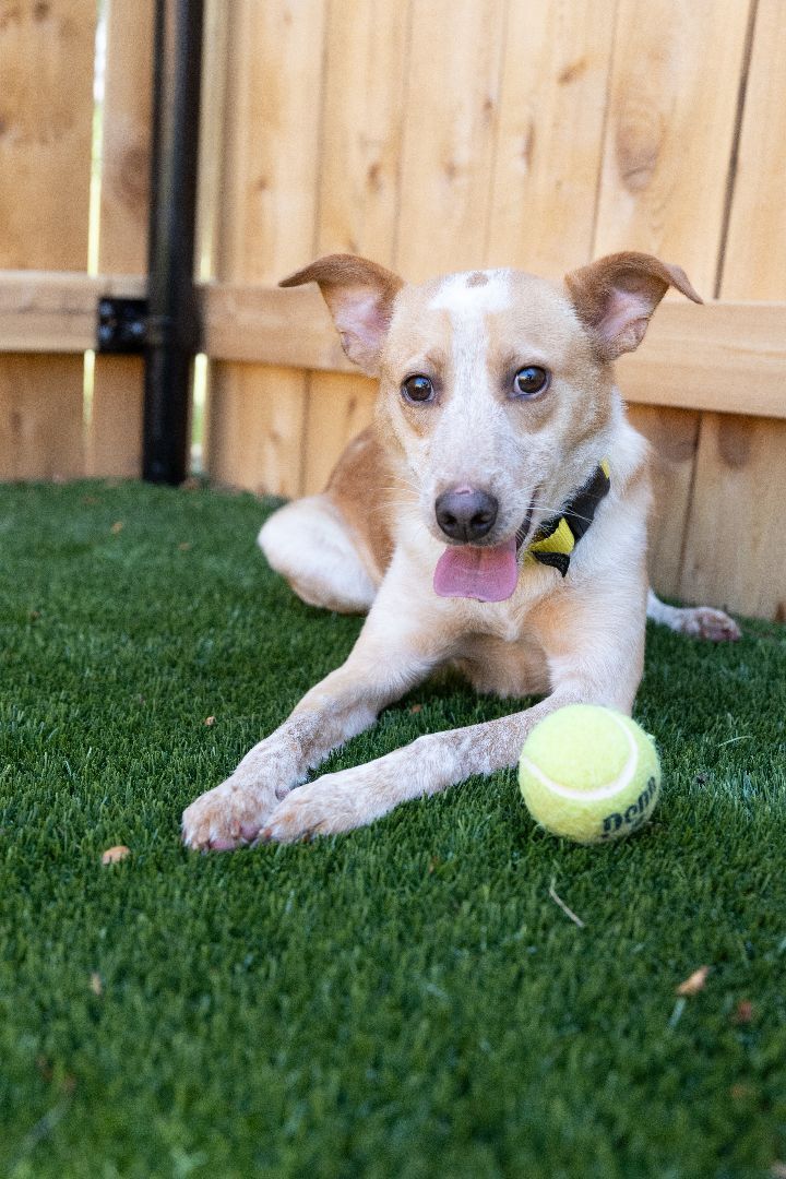 Pup Pup, an adoptable Terrier & Cattle Dog Mix in Naperville, IL_image-1