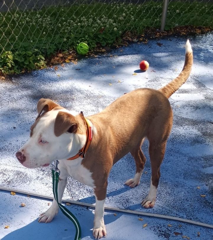 Lucille, an adoptable Terrier & Pit Bull Terrier Mix in Plainfield, NJ_image-3