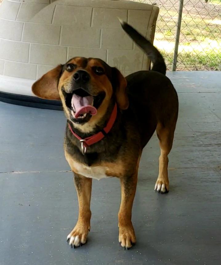 Nitro, an adoptable Terrier in Ruston, LA, 71270 | Photo Image 4