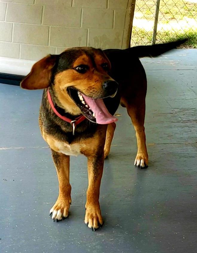 Nitro, an adoptable Terrier in Ruston, LA, 71270 | Photo Image 5