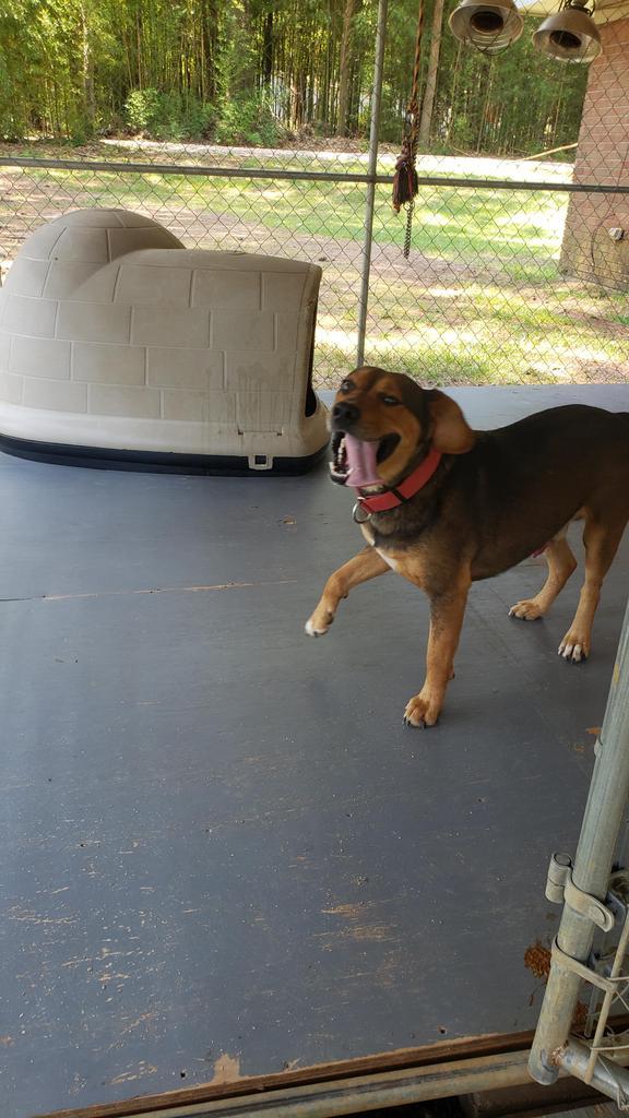 Nitro, an adoptable Terrier in Ruston, LA, 71270 | Photo Image 6