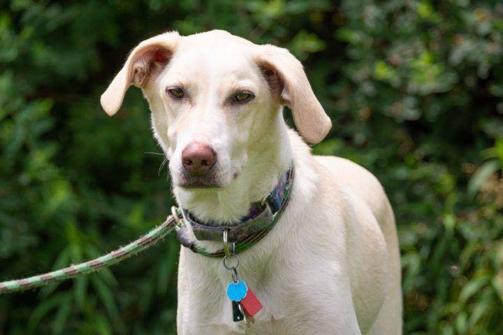 white lab hound mix