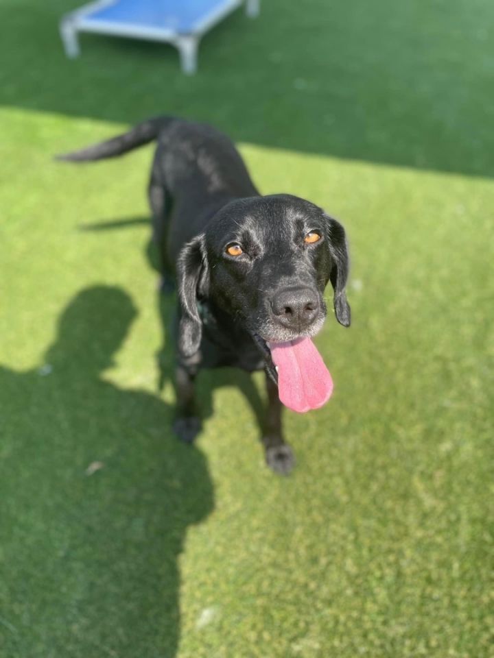 Rita, an adoptable Beagle Mix in Charlotte, NC_image-2