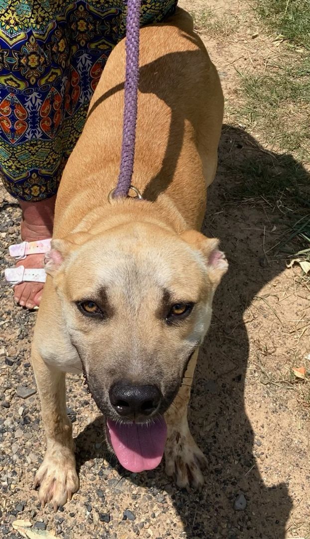 Bowser, an adoptable Labrador Retriever, Great Dane in Zimmerman, MN, 55398 | Photo Image 2