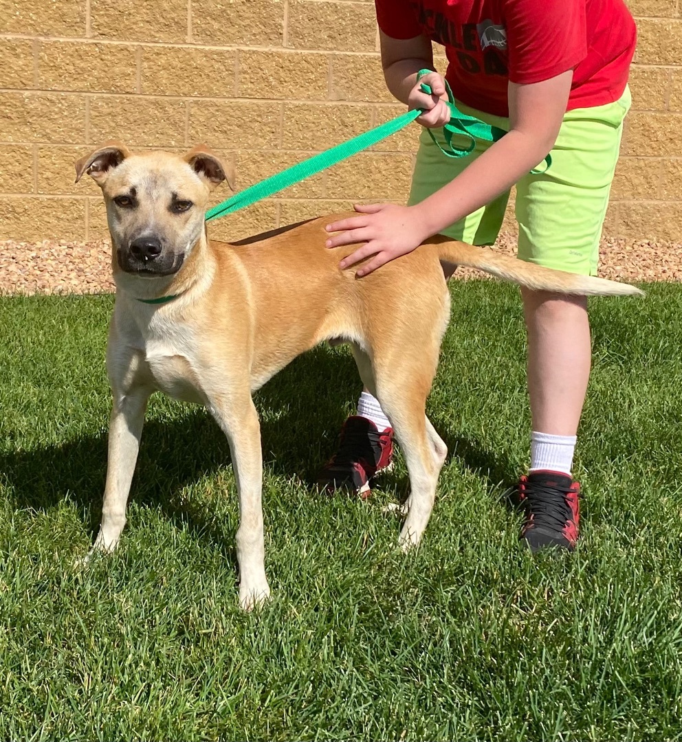 Bowser, an adoptable Labrador Retriever, Great Dane in Zimmerman, MN, 55398 | Photo Image 1