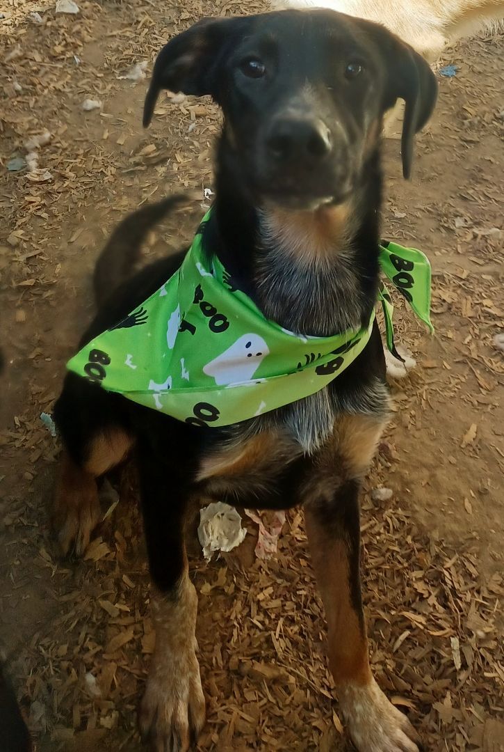 Bartow, an adoptable Hound, Shepherd in Chattanooga, TN, 37405 | Photo Image 4