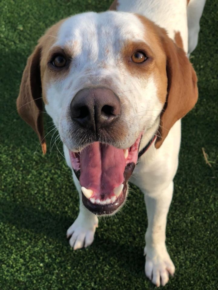 Buzz, an adoptable English Coonhound in Charlotte, NC_image-2