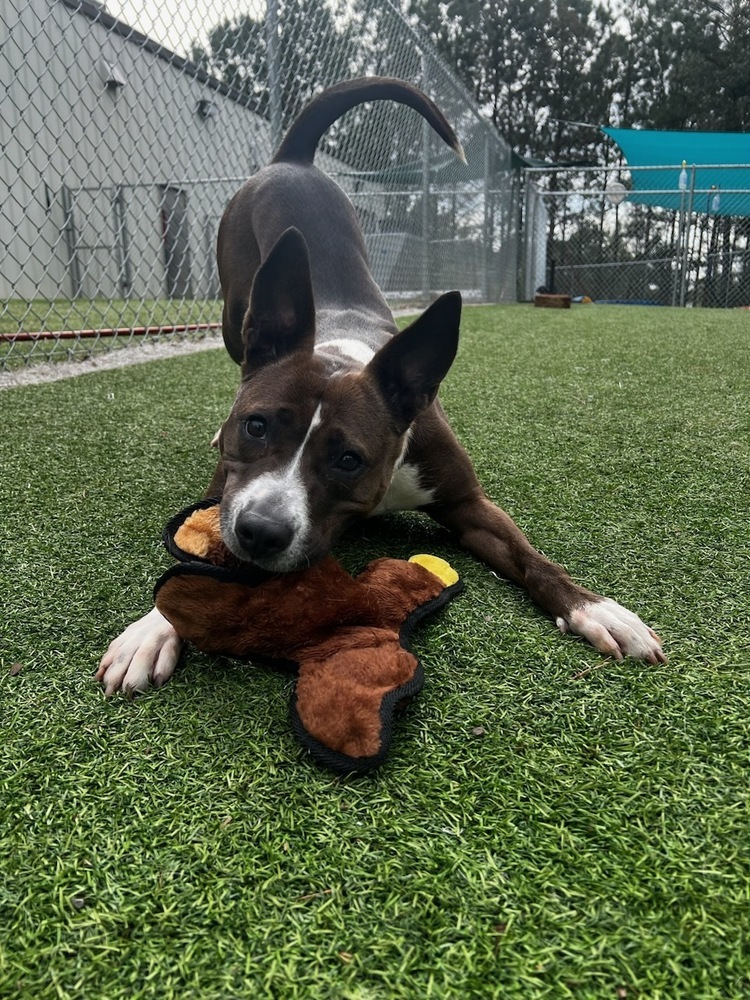 Selena, an adoptable Boxer in Raleigh, NC, 27627 | Photo Image 1